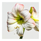 Amaryllis 1 (Print Only) thumbnail