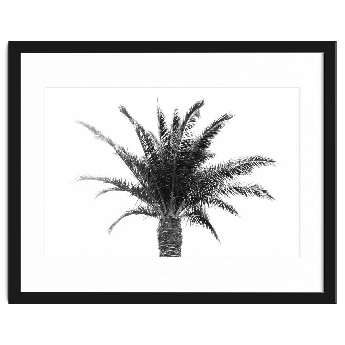 Palm Tree