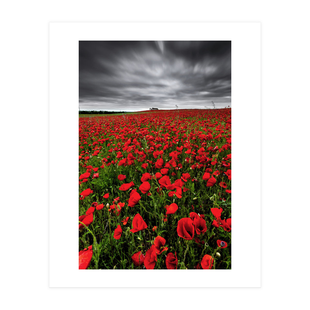 Wild Poppies (Print Only)