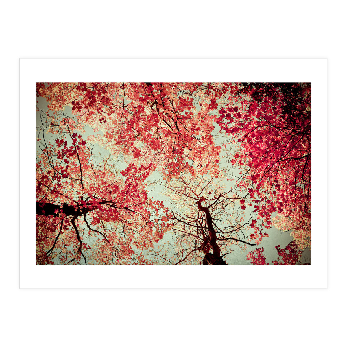 Scarlet (Print Only)