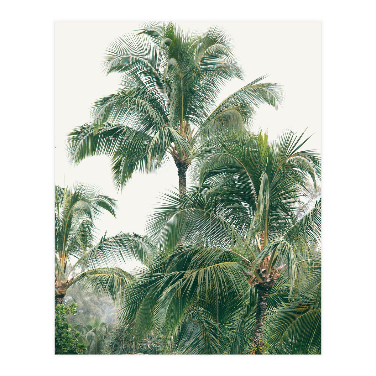 Lush Palm Trees (Print Only)