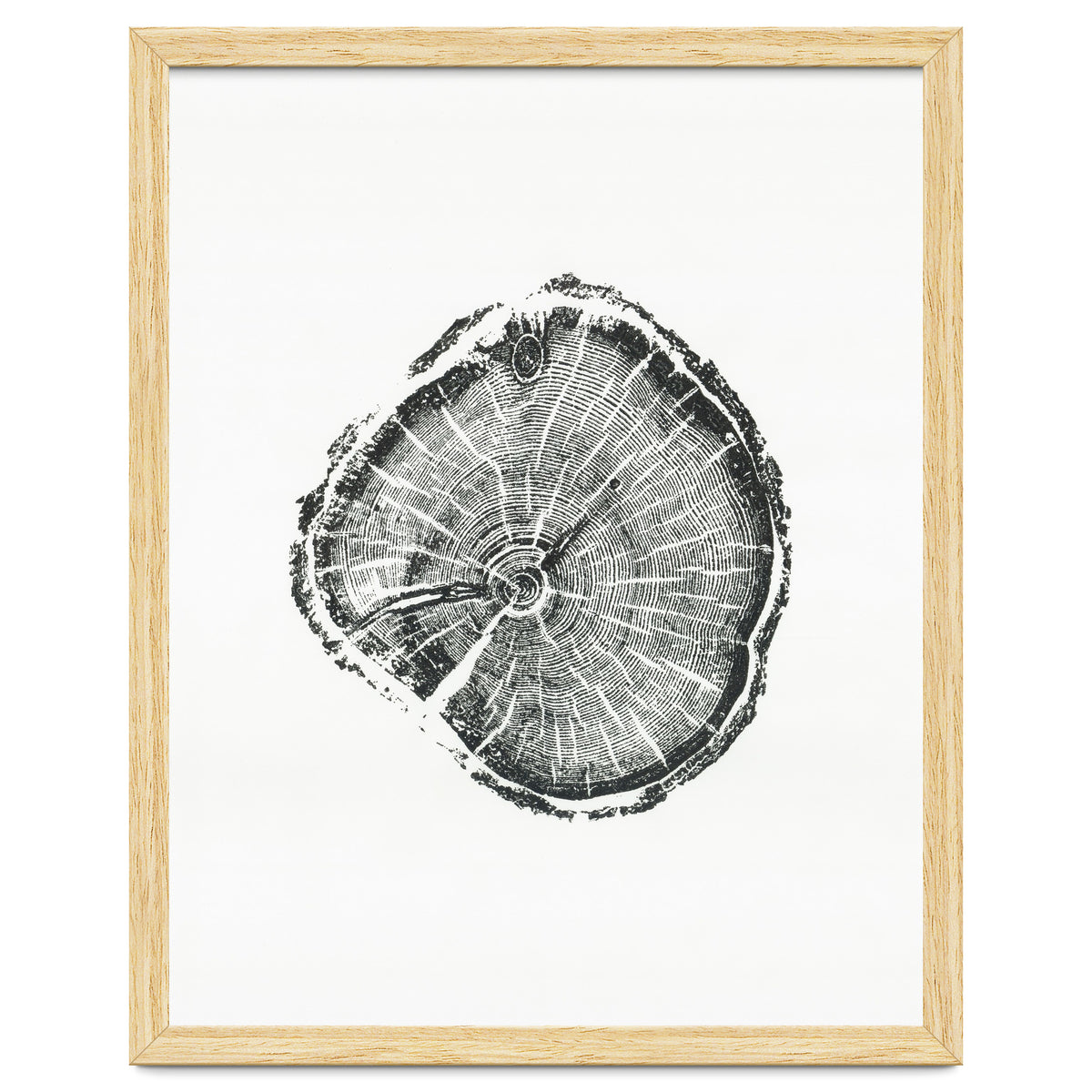 Tree Ring Print, Albion Basin, Utah, Pine Tree Print