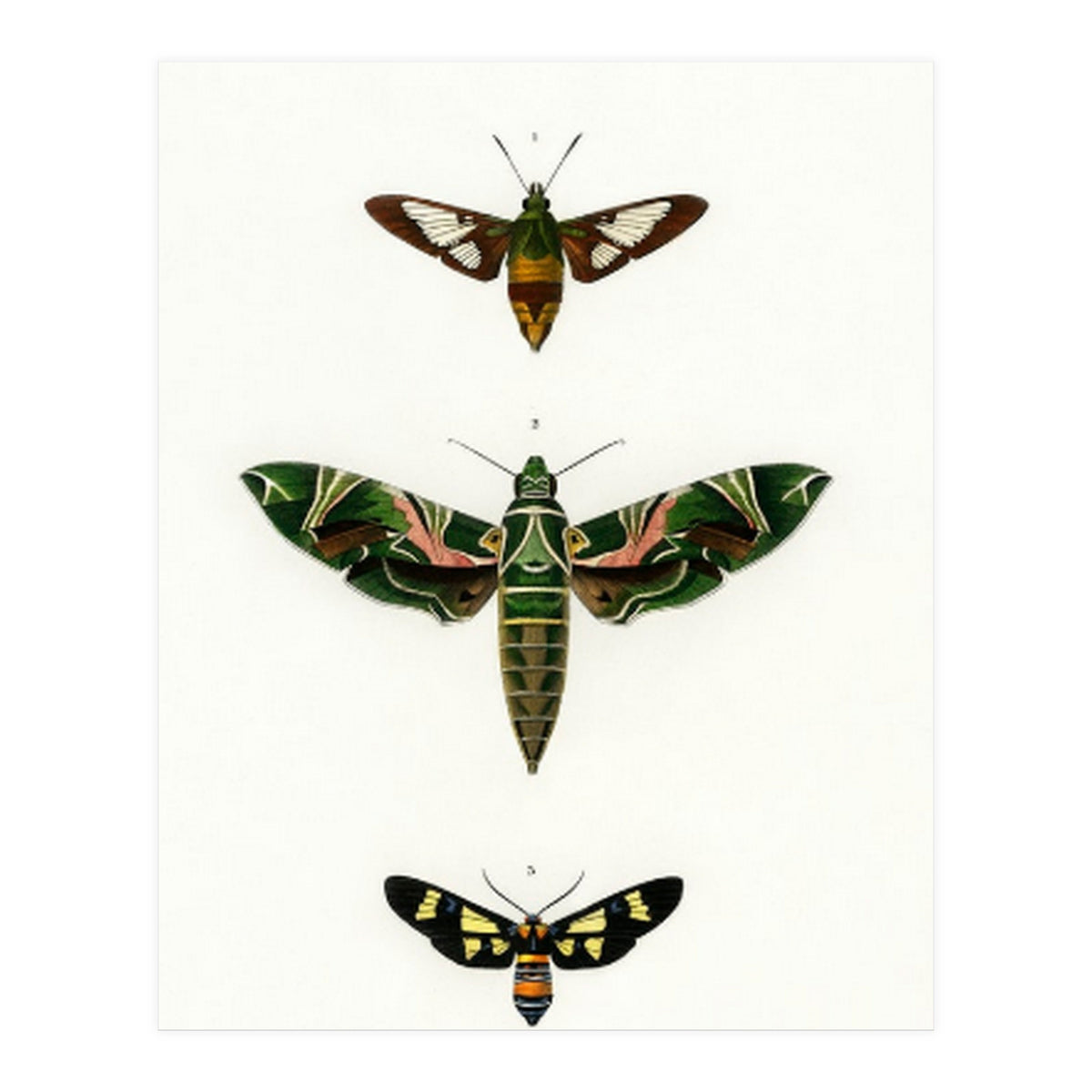 Different types of moths illustrated  (Print Only)