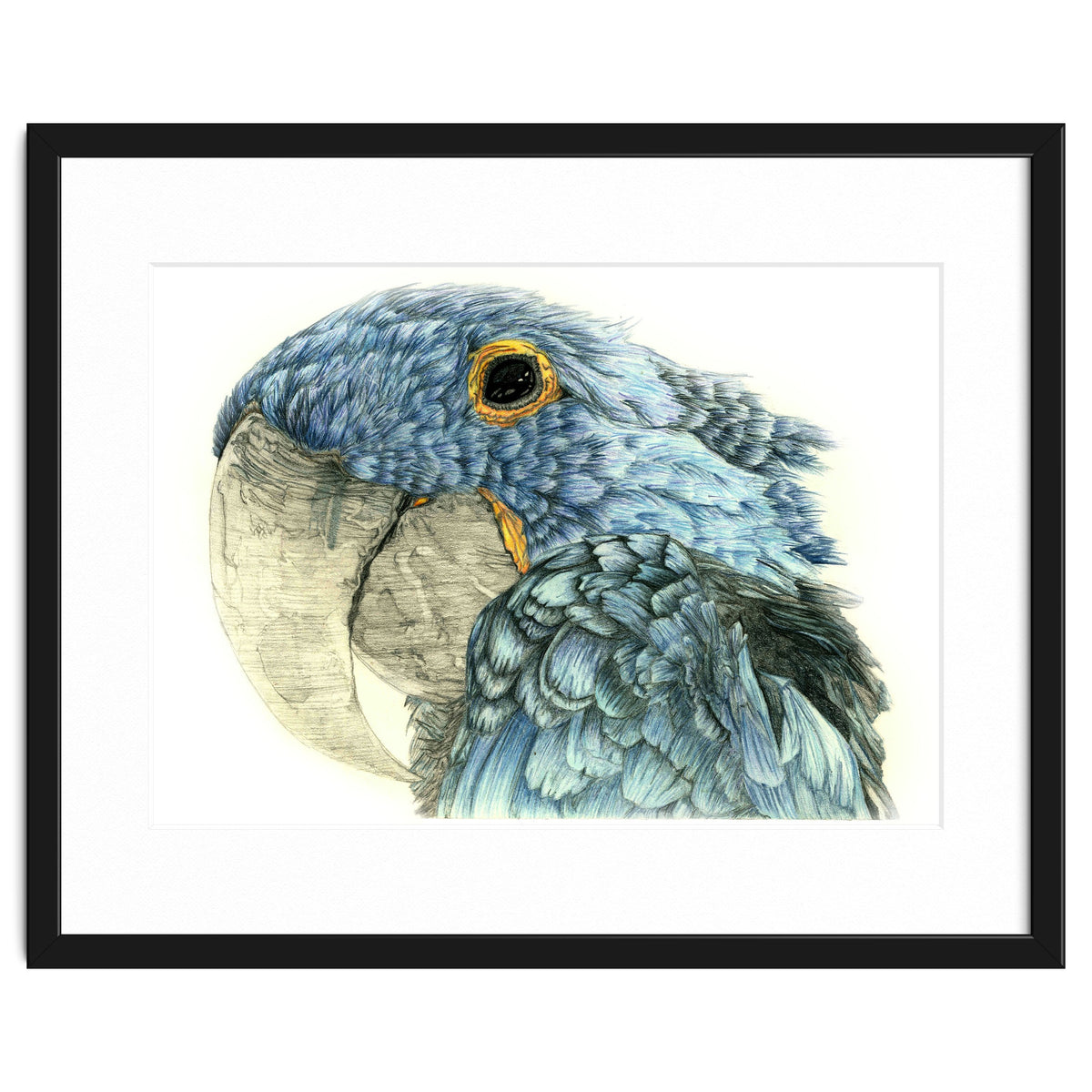Blue Parrot