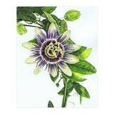 Passion Flower (Print Only) thumbnail