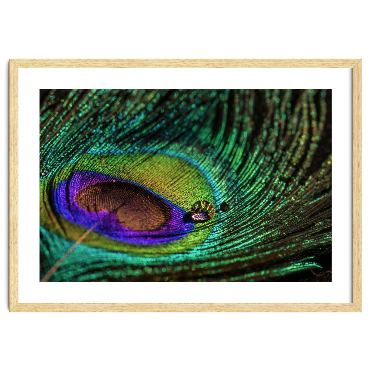 Peacock feather