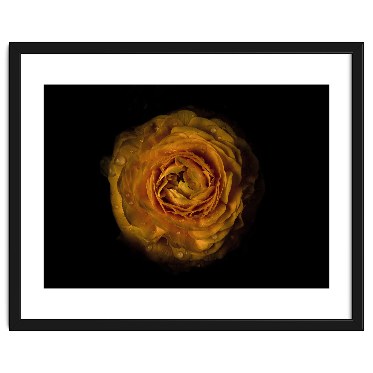 Backyard Flowers No 73 Color Version