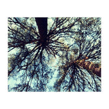 Ataraxia - Tree Series 3 (Print Only) thumbnail
