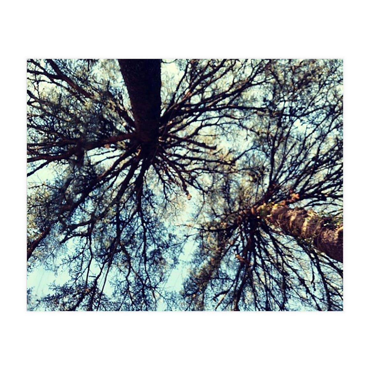 Ataraxia - Tree Series 3 (Print Only)