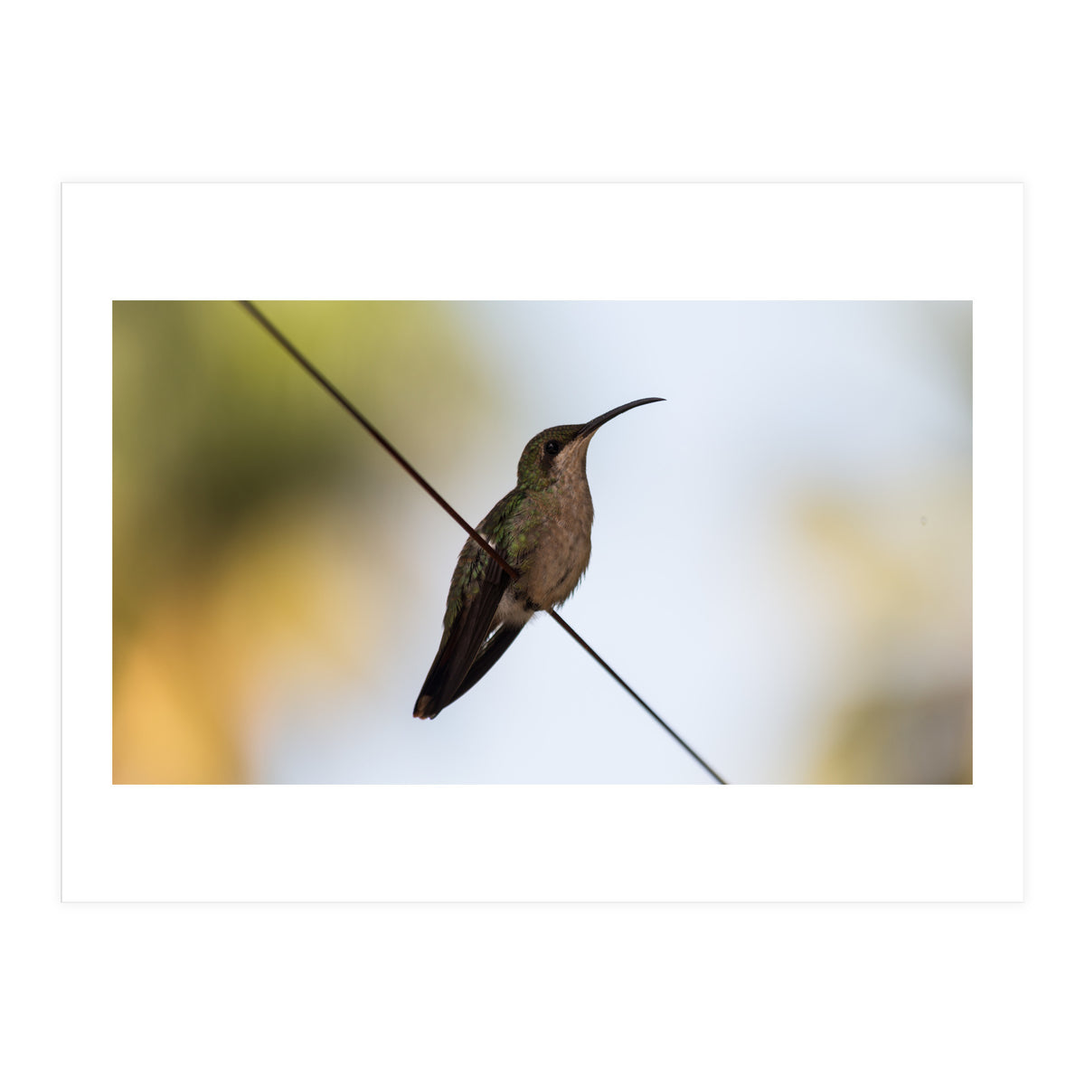 Colibri from Haïti (Print Only)