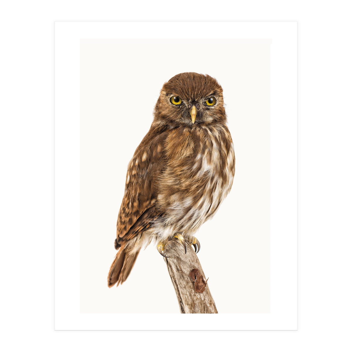 Cc Birds 10 (Print Only)