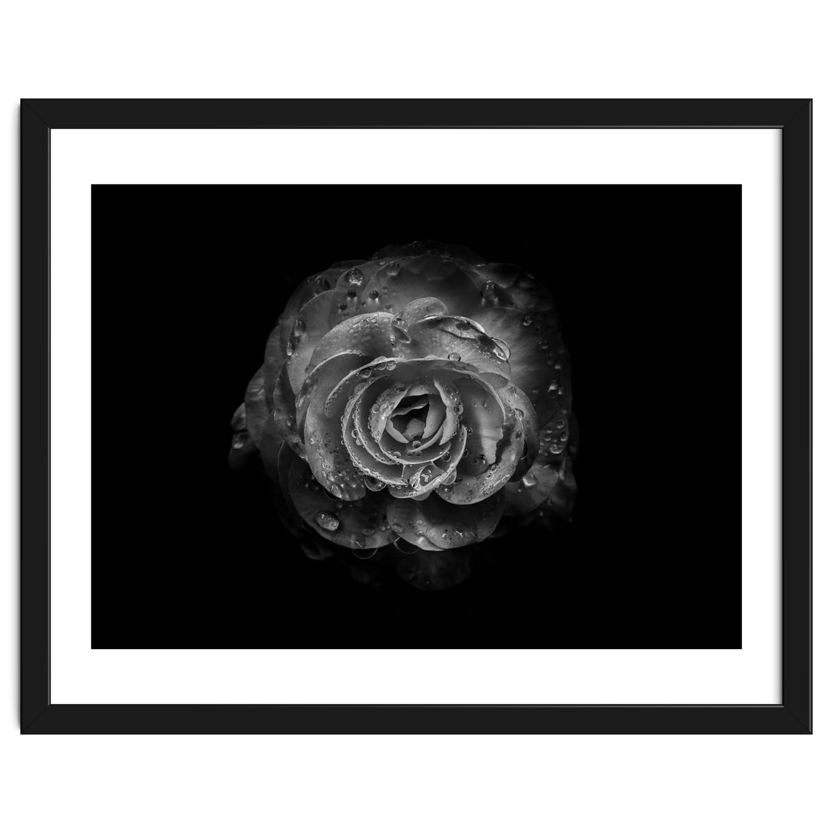 Backyard Flowers In Black And White No 64