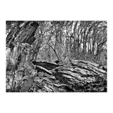 Rotten wood (Print Only) thumbnail