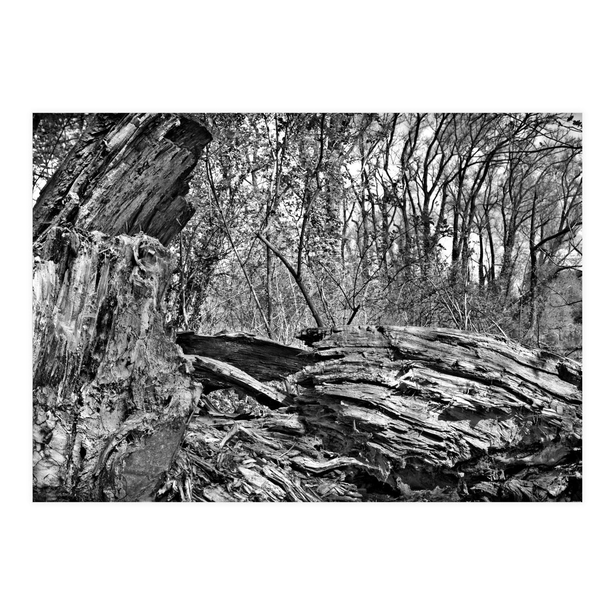 Rotten wood (Print Only)