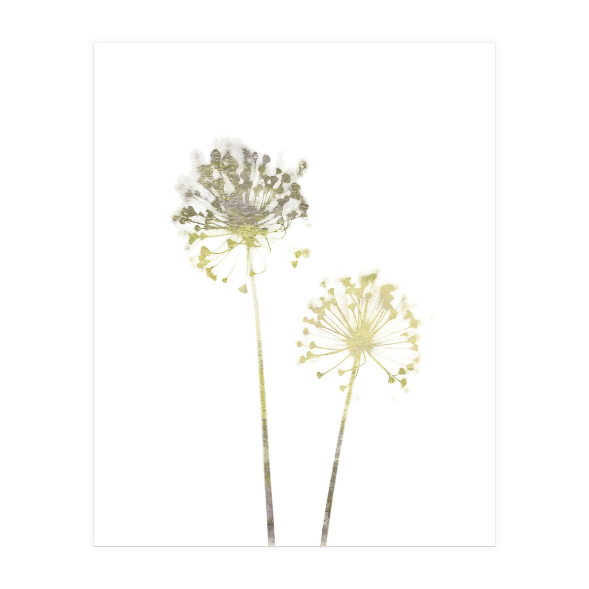 Neutral Dandelions (Print Only)