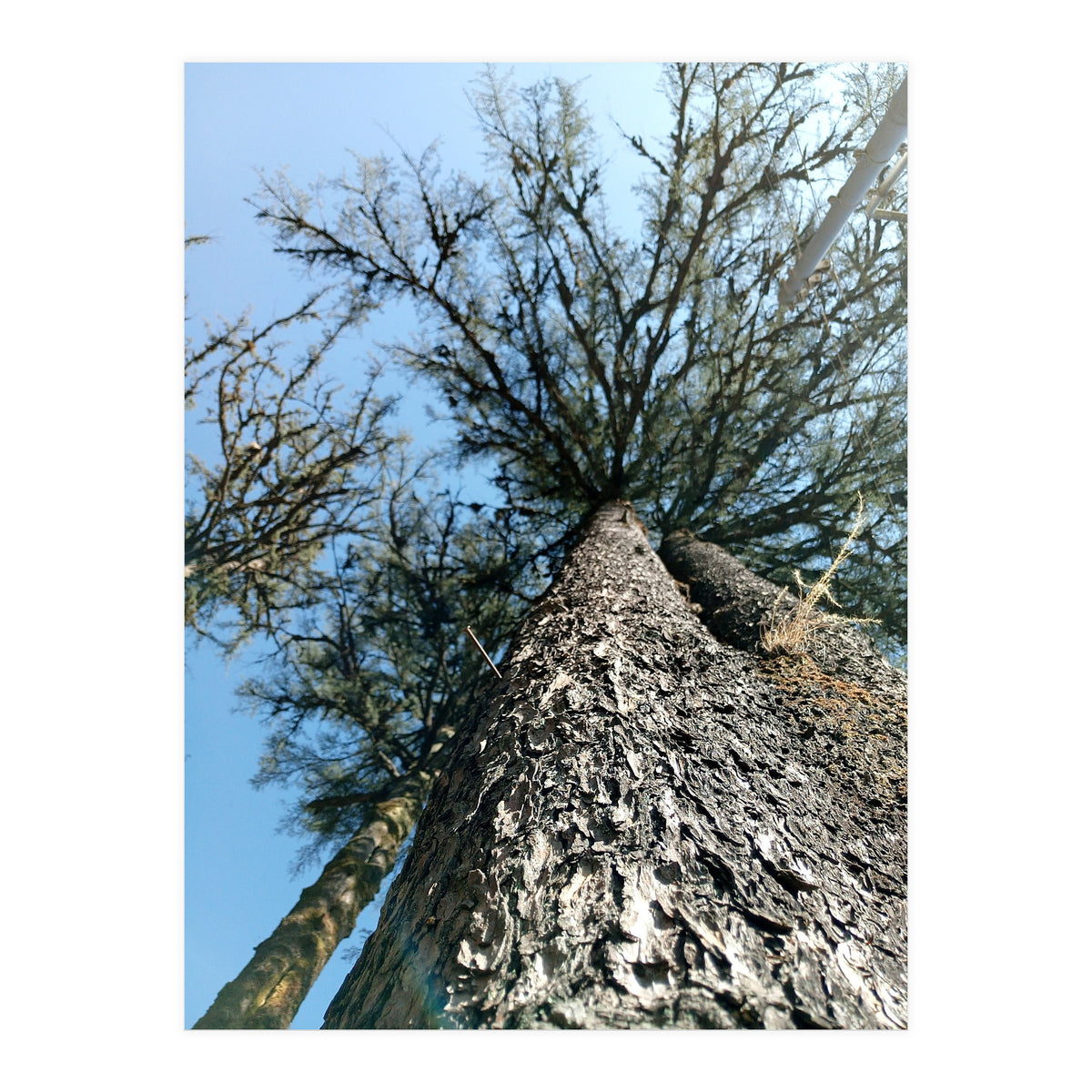 Ataraxia - Tree Series 1 (Print Only)