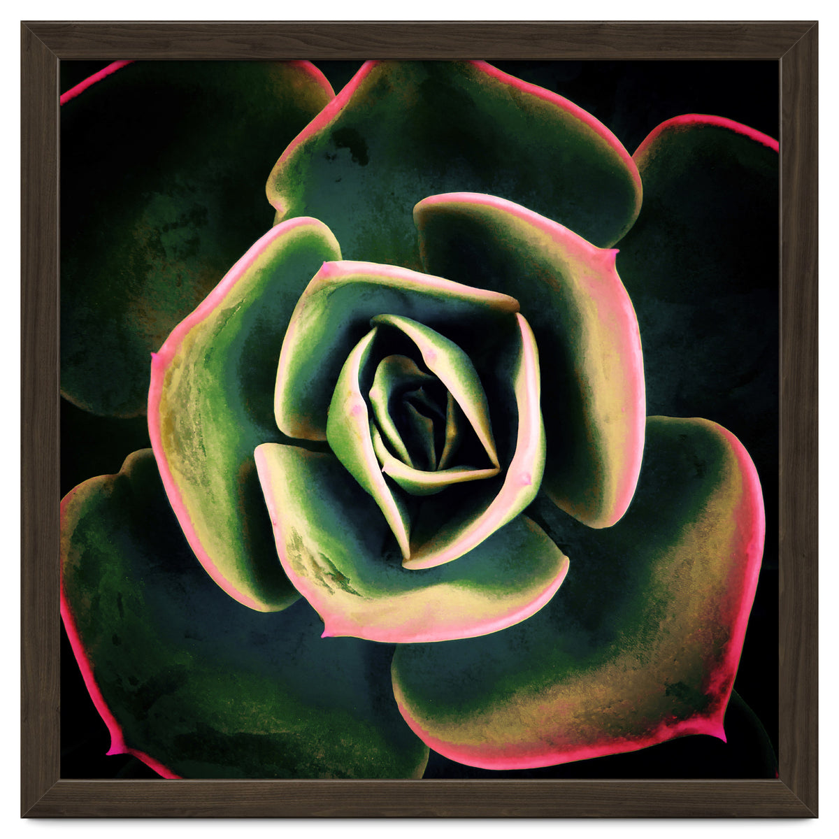 DARKSIDE OF SUCCULENTS XV