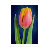 Tulip (Print Only) thumbnail