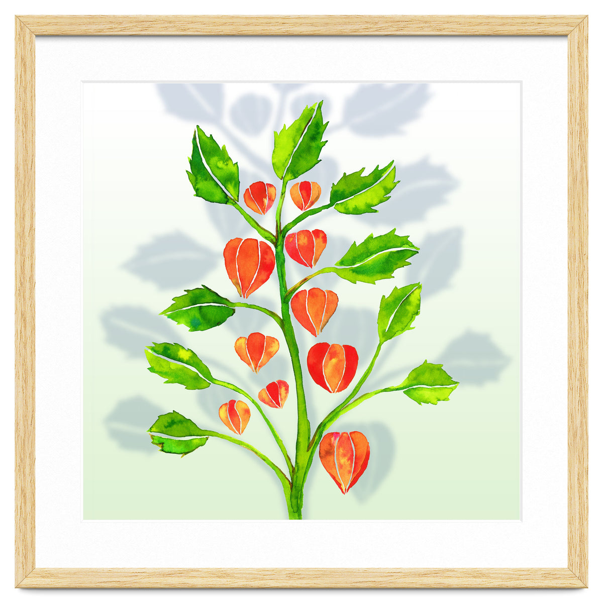 Physalis