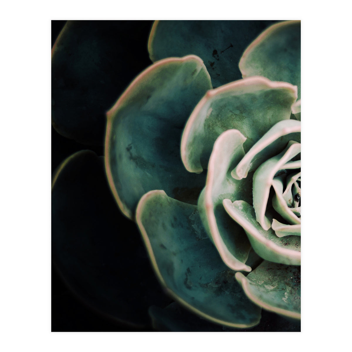 Darkside Of Succulents 4-E (Print Only)