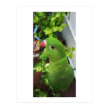 Gazing Parrot (Print Only) thumbnail