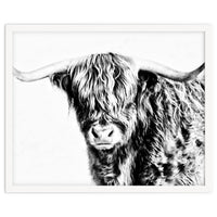 Highland bull