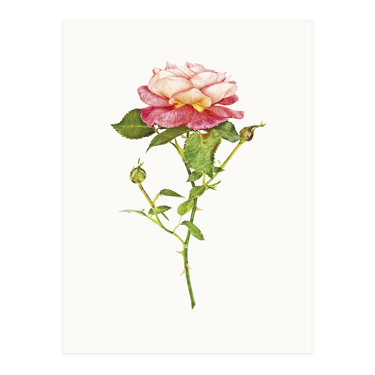 Cc Roses 03 (Print Only)