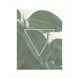 ficus triangle (Print Only) thumbnail
