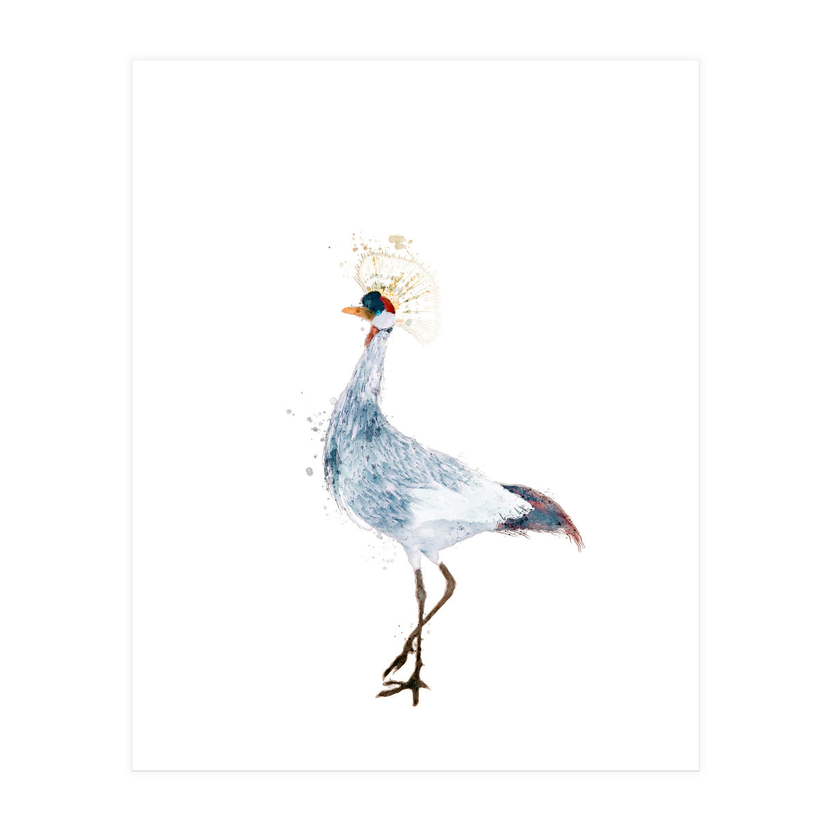 Watercolor Grey Crowned Crane (Print Only)