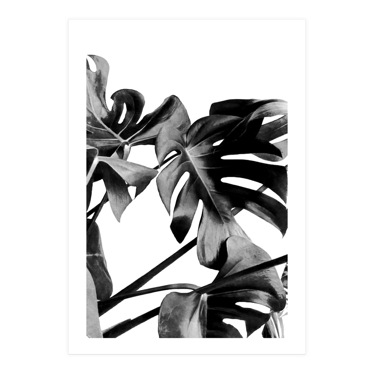 Monstera Black And White 06 (Print Only)