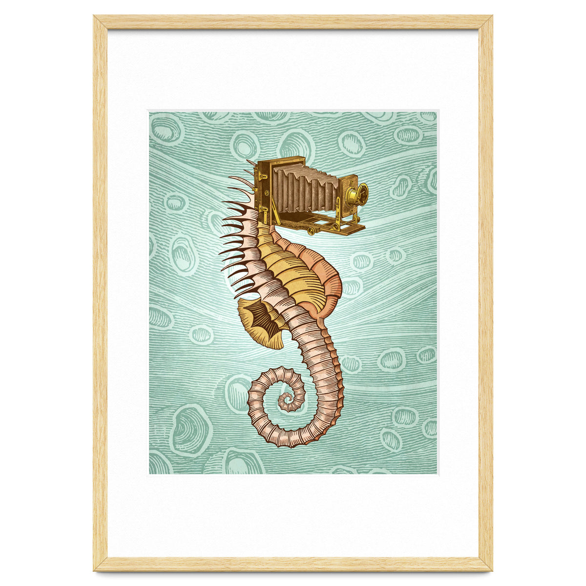 Hippocampus Camerarum