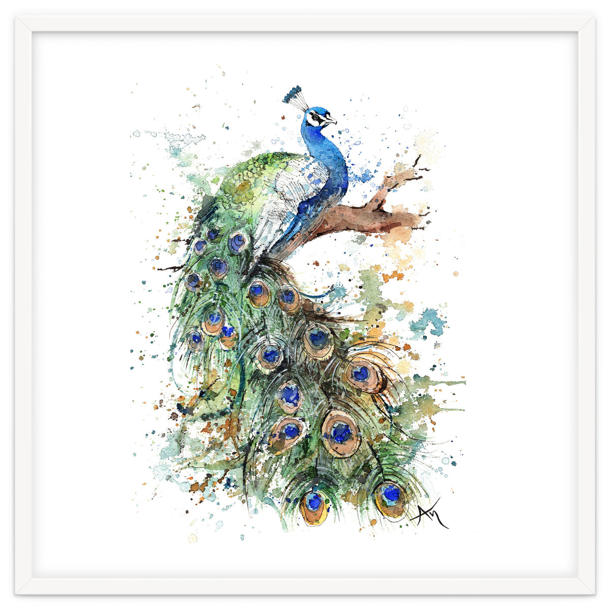 Peacock - Wildlife Collection