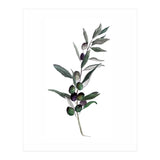 Botanical Illustration Olive (Print Only) thumbnail