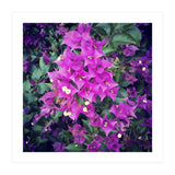 Purple Flowers (Print Only) thumbnail