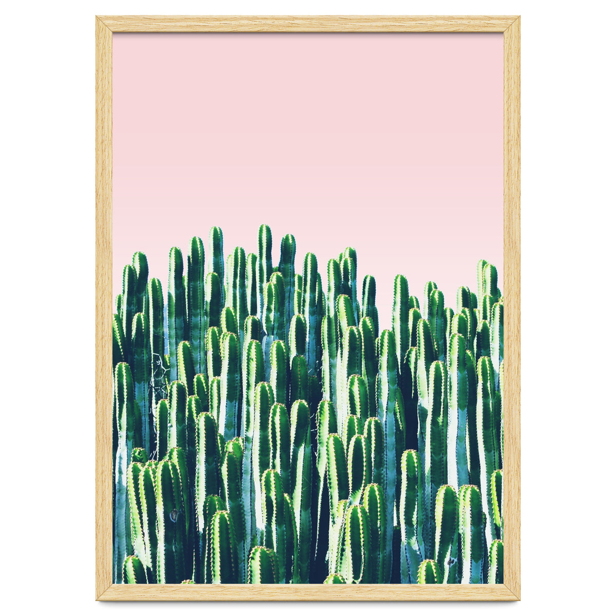 Cactus & Sunset II