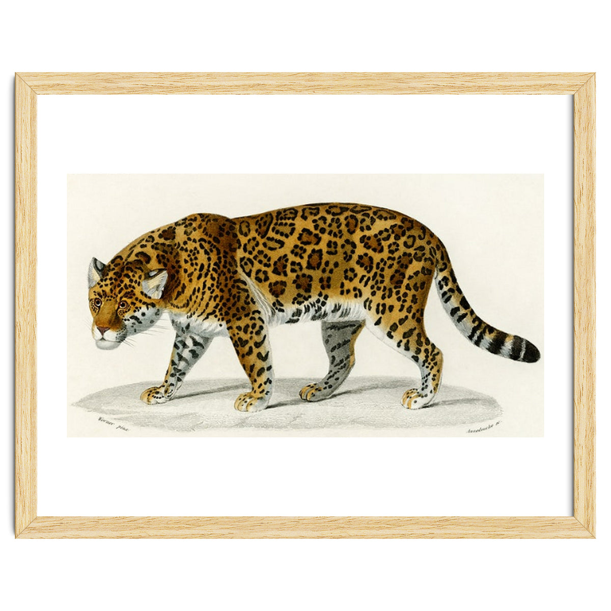 Jaguar (Panthera Onca) illustrated