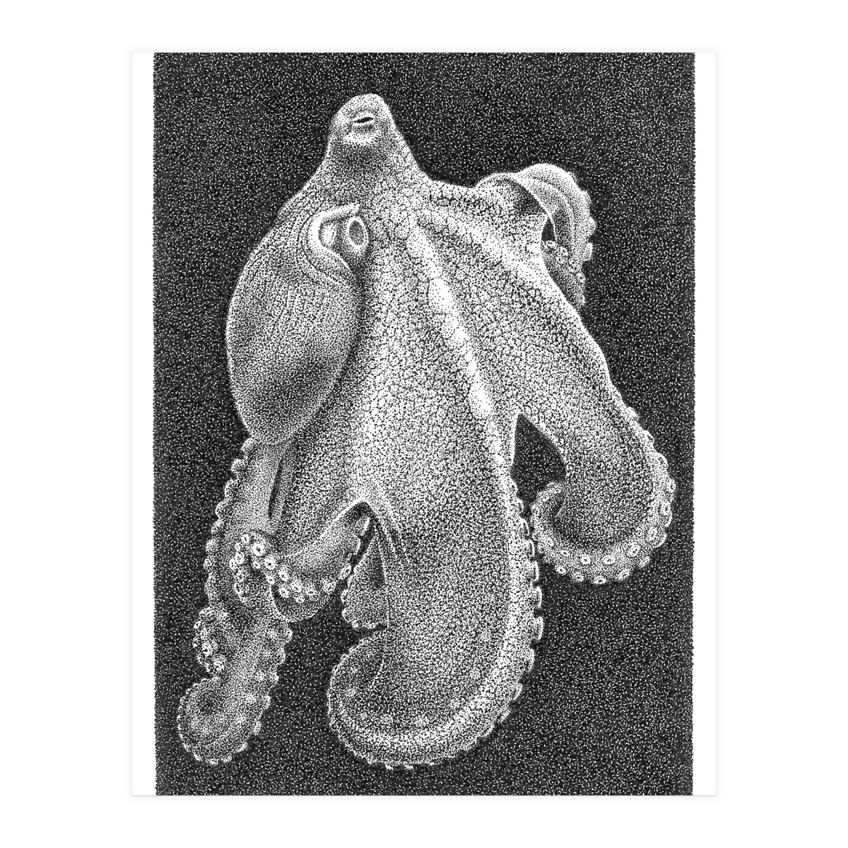 Octopus no. 2 (Print Only)