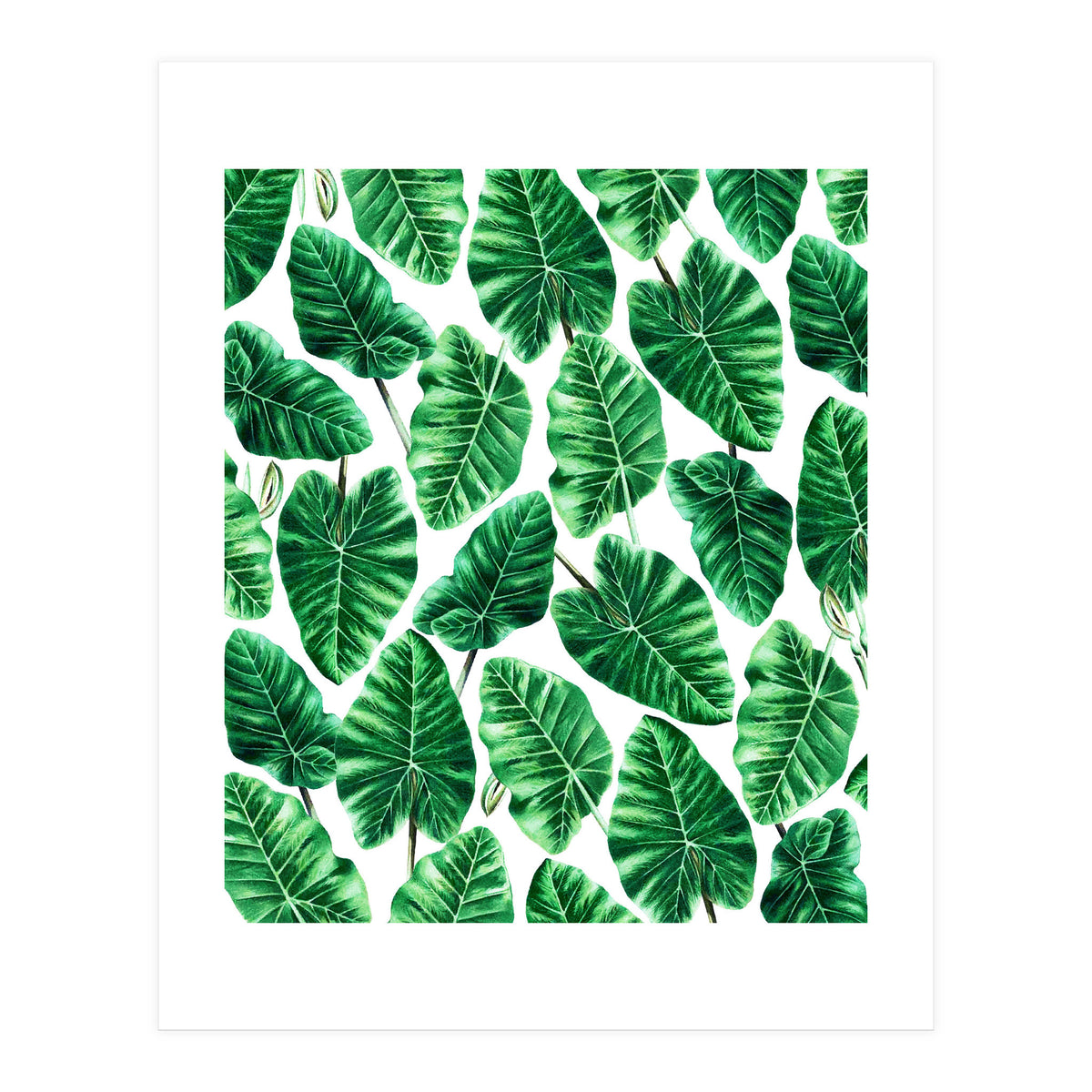 Taro (Print Only)