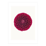 Cc Flower 03 (Print Only) thumbnail