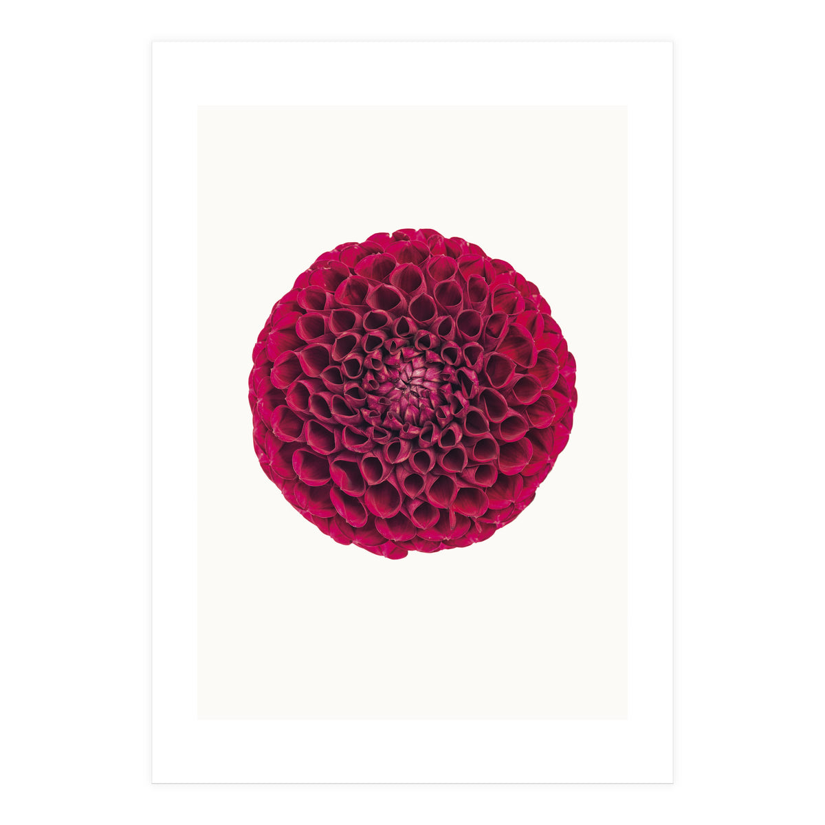 Cc Flower 03 (Print Only)