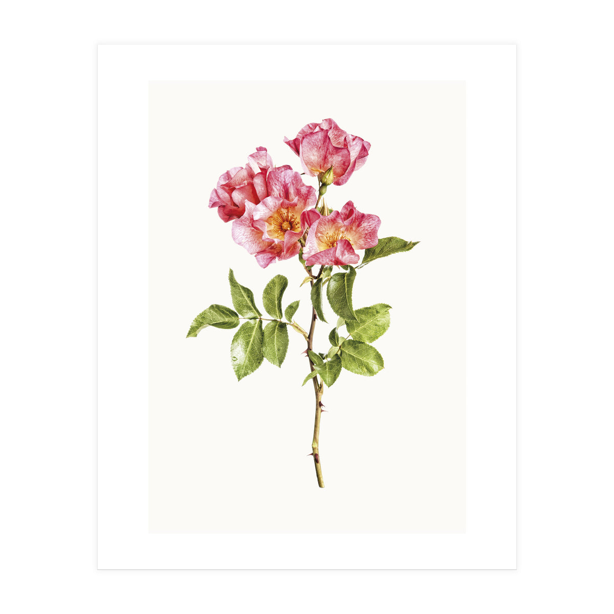 Cc Roses 02 (Print Only)