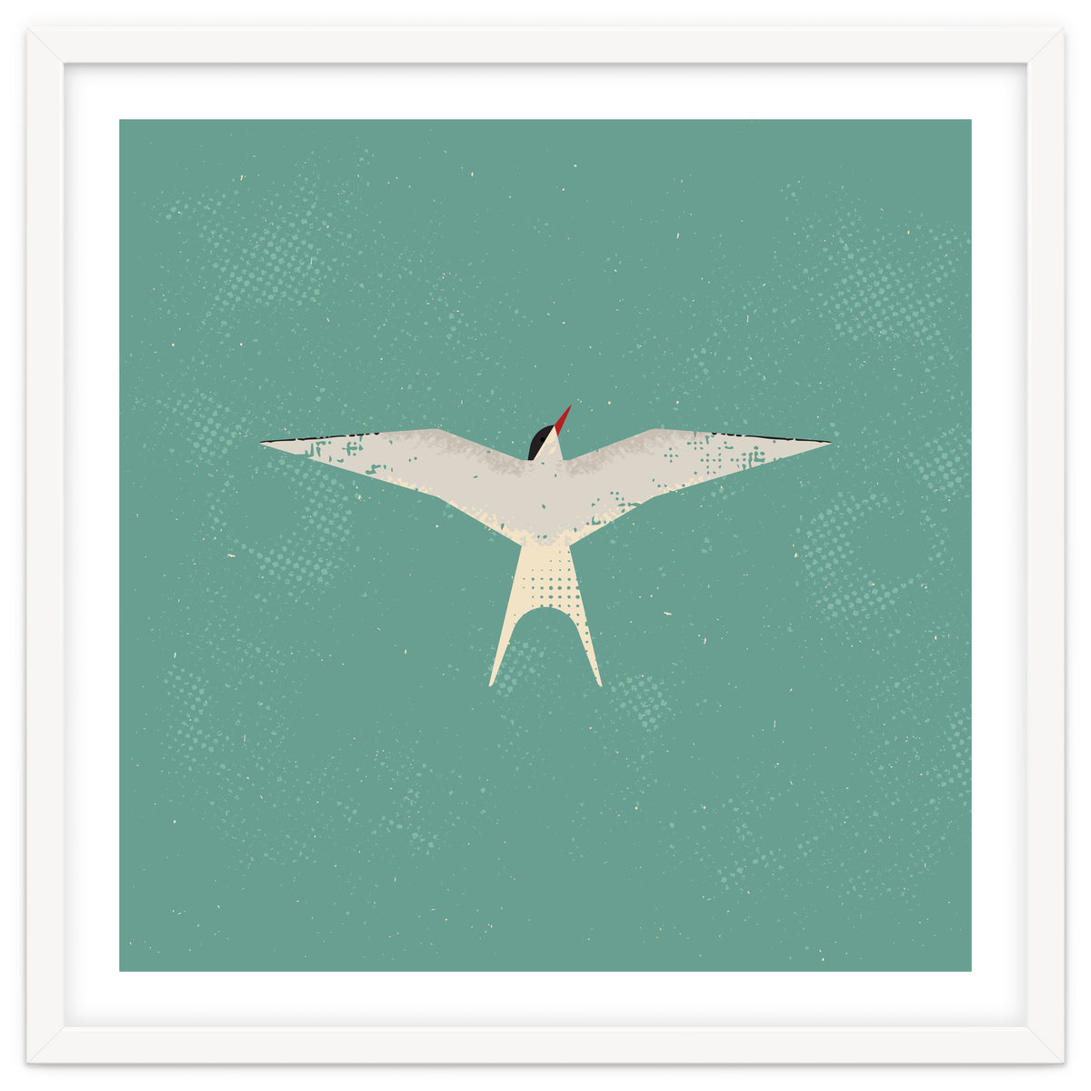 Arctic Tern