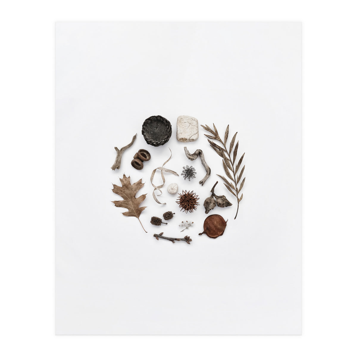 Treasures From Nature No. 2 (Print Only)