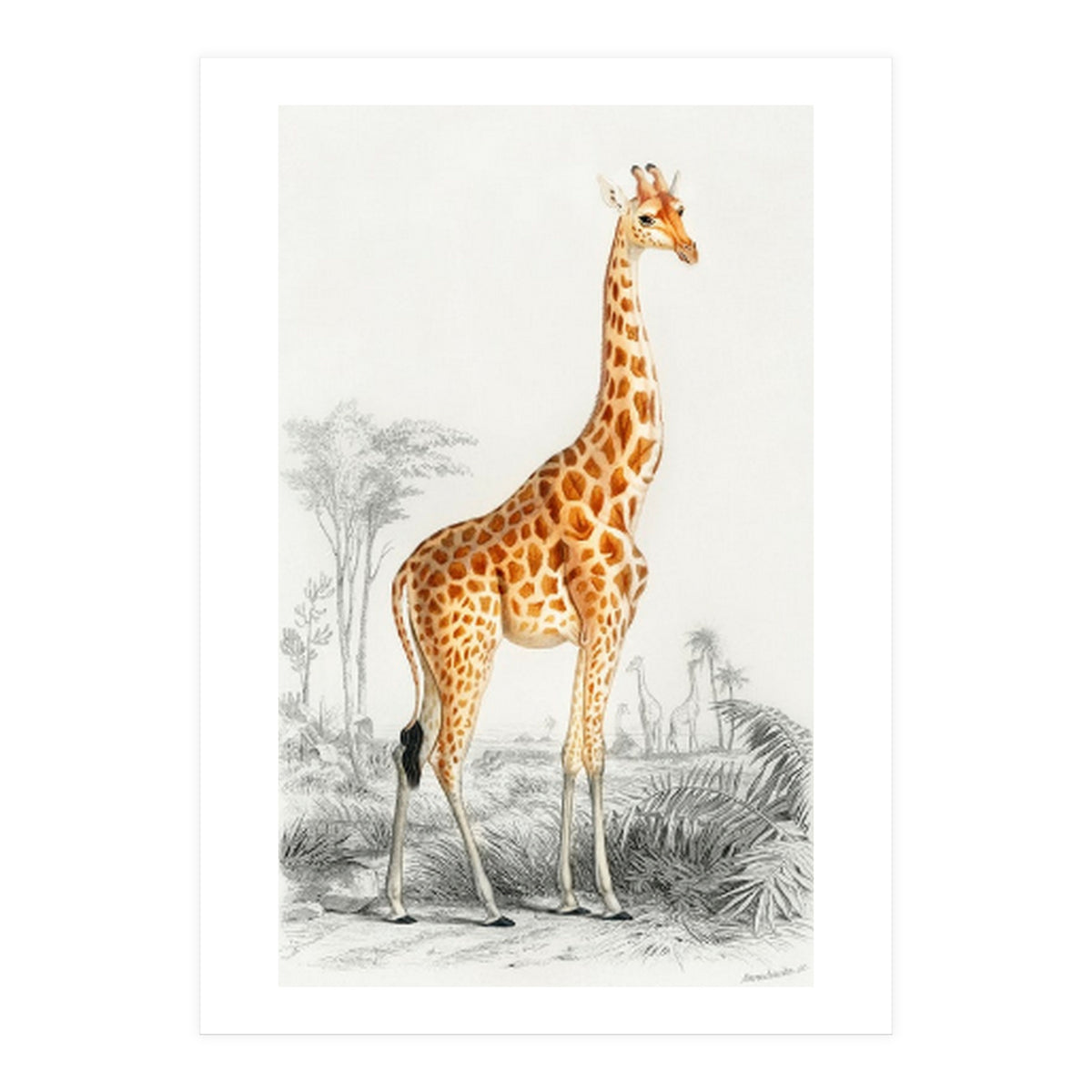 Giraffe illustration (Print Only)