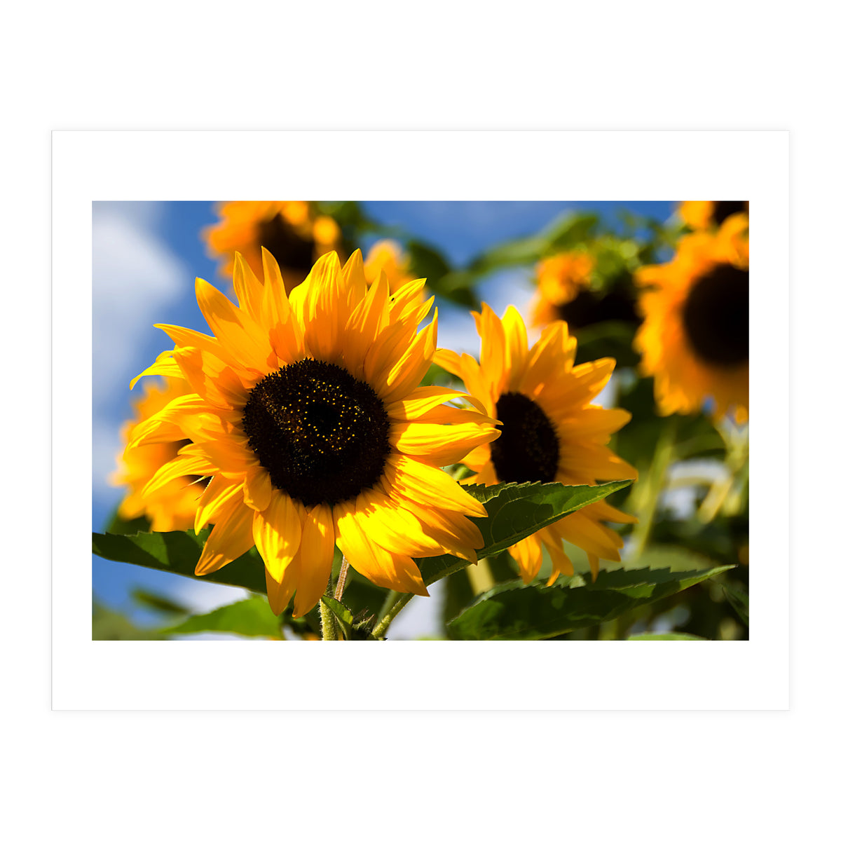 Sunflowers (Print Only)