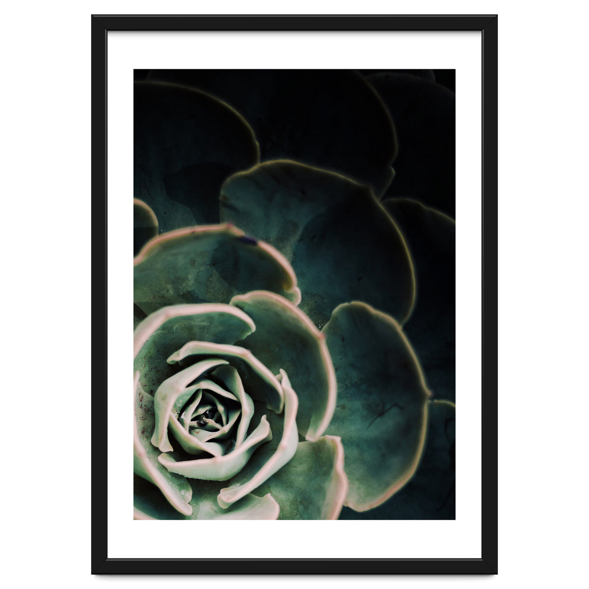 Darkside Of Succulents 4-C