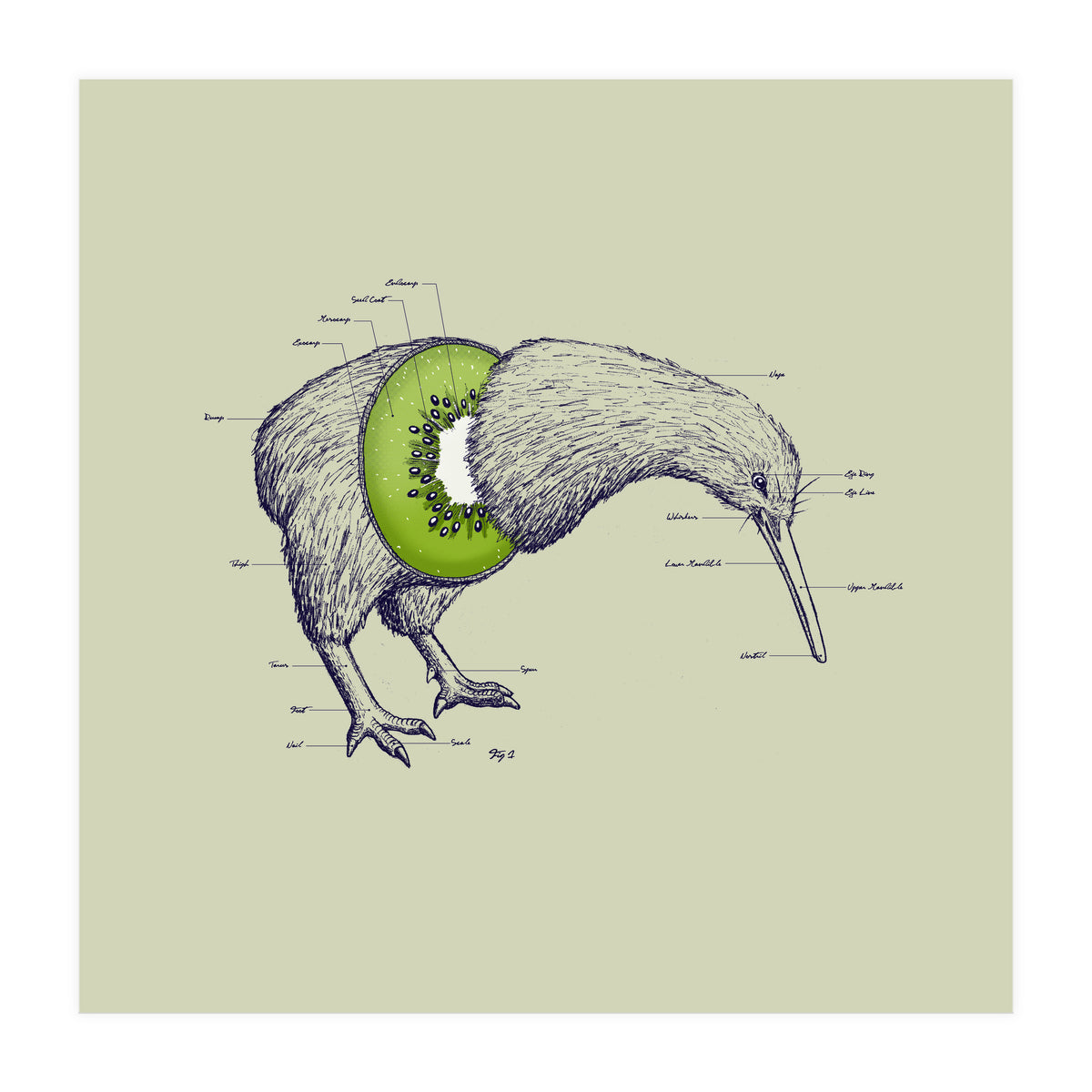 Kiwi Anatomy (Print Only)