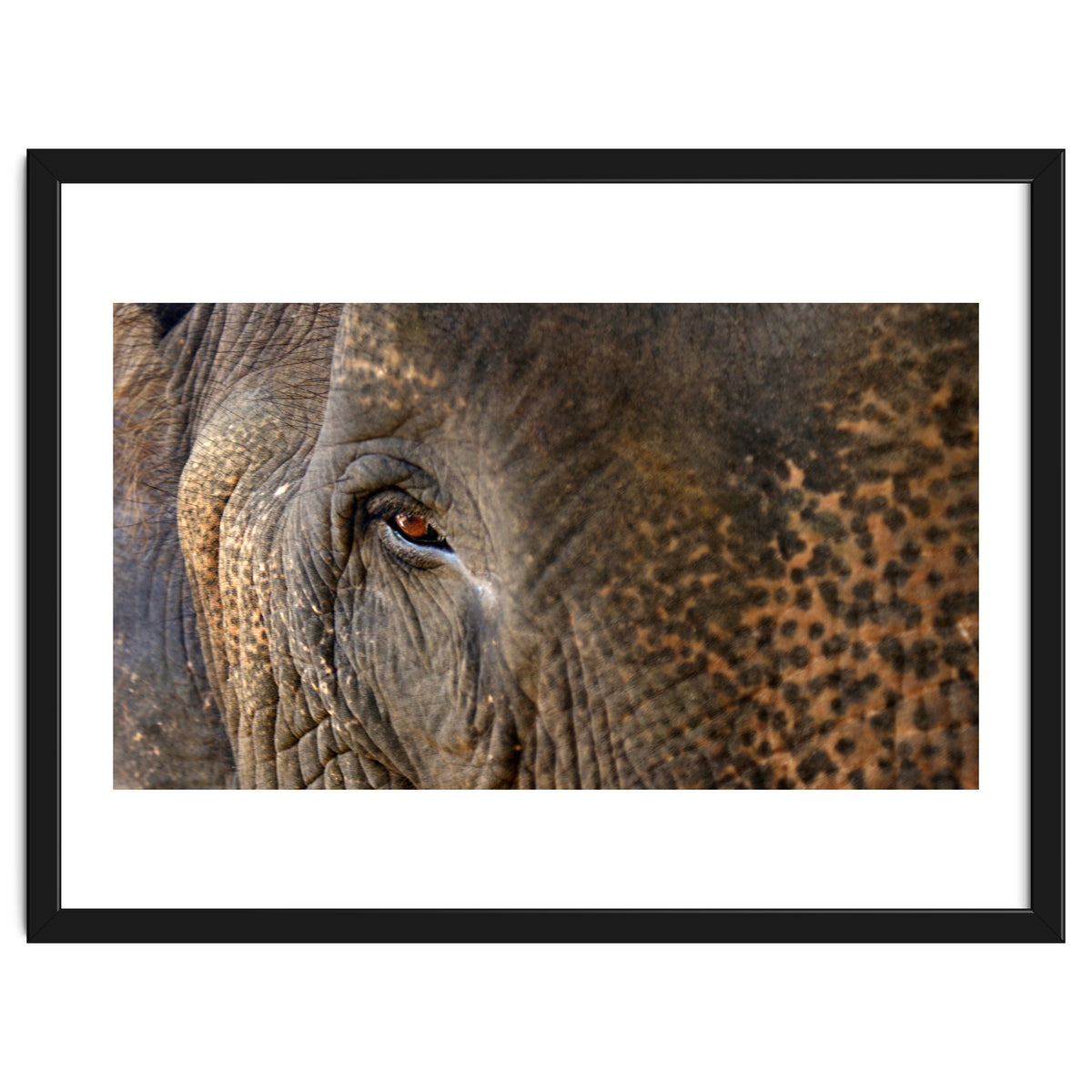 Face To Face - Elephant eye