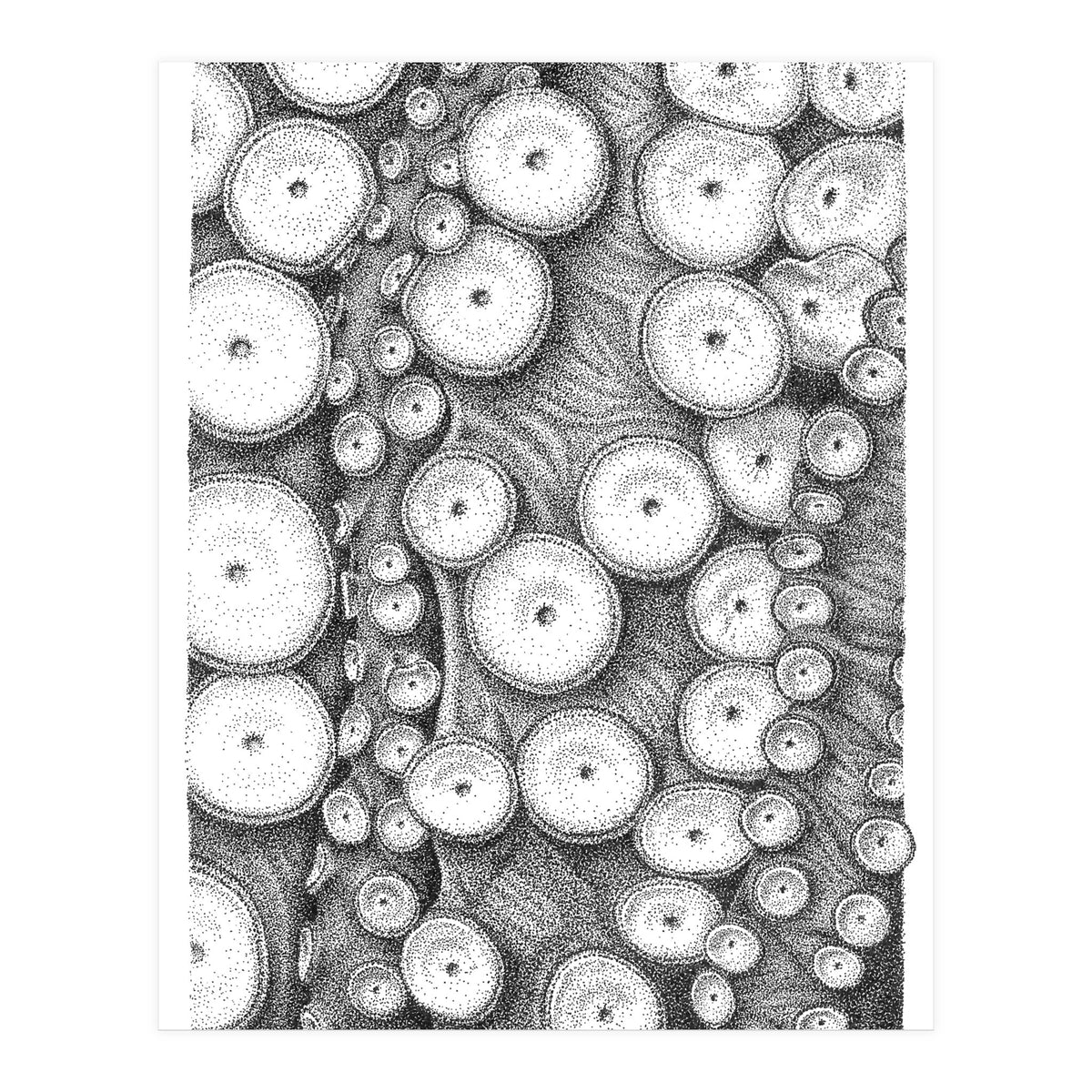 Octopus no. 3 (Print Only)