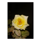 Yellow Rose (Print Only) thumbnail